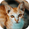 Gra 🐱 Cat-tastic Puzzle Challenge